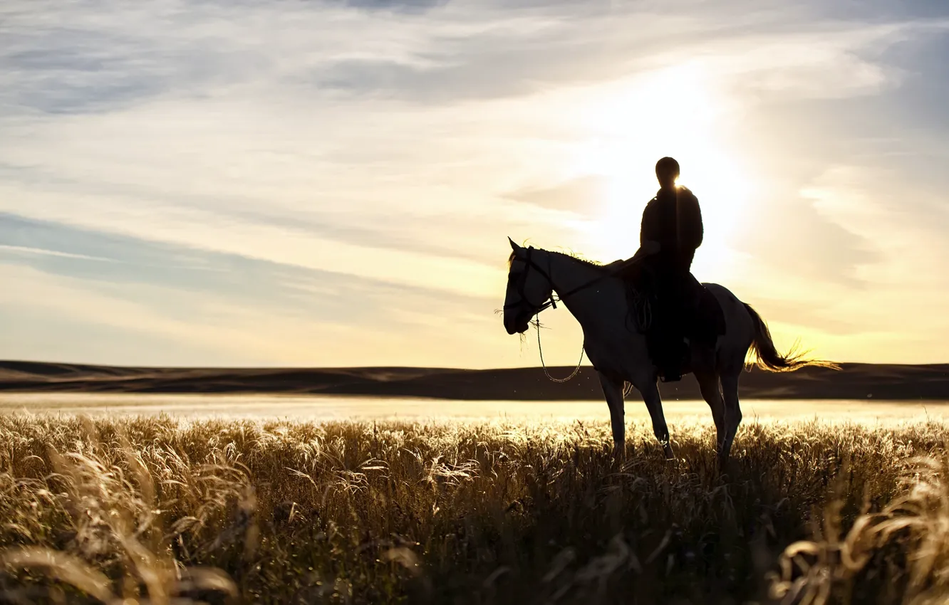 Фото обои поле, закат, лошадь, растение, тень, всадник