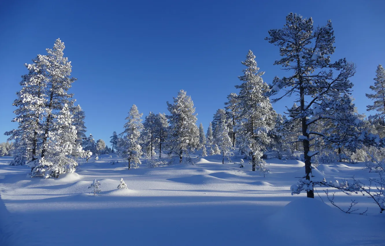 Фото обои зима, небо, снег, деревья, пейзаж, природа, голубизна