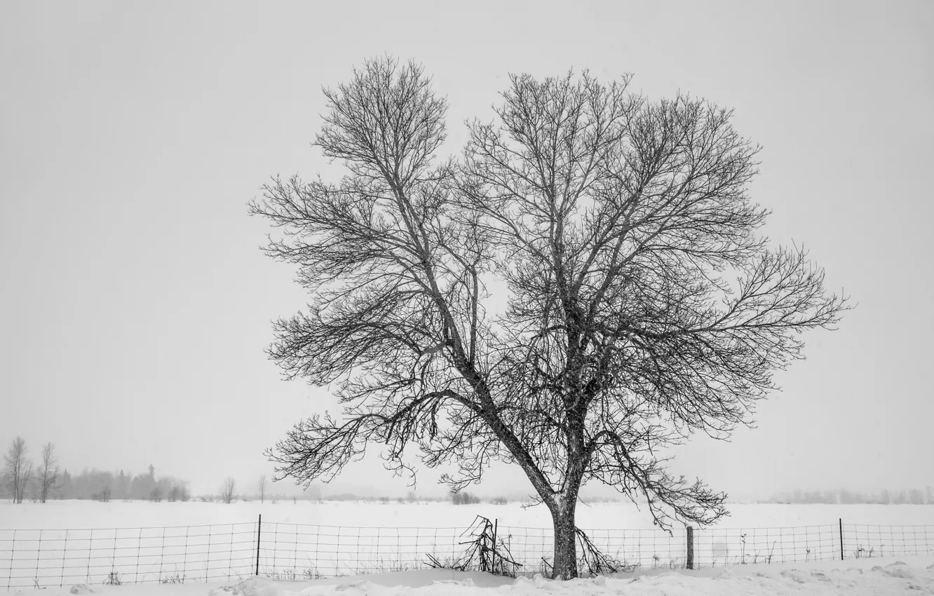 Фото обои winter, snow, tree, fog, fence, cold