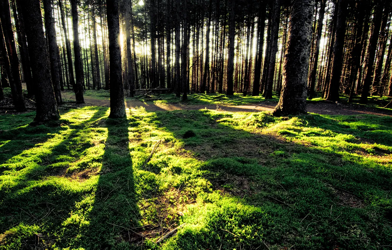 Фото обои лес, трава, солнце, лучи, закат, тень, тени, стволы деревьев