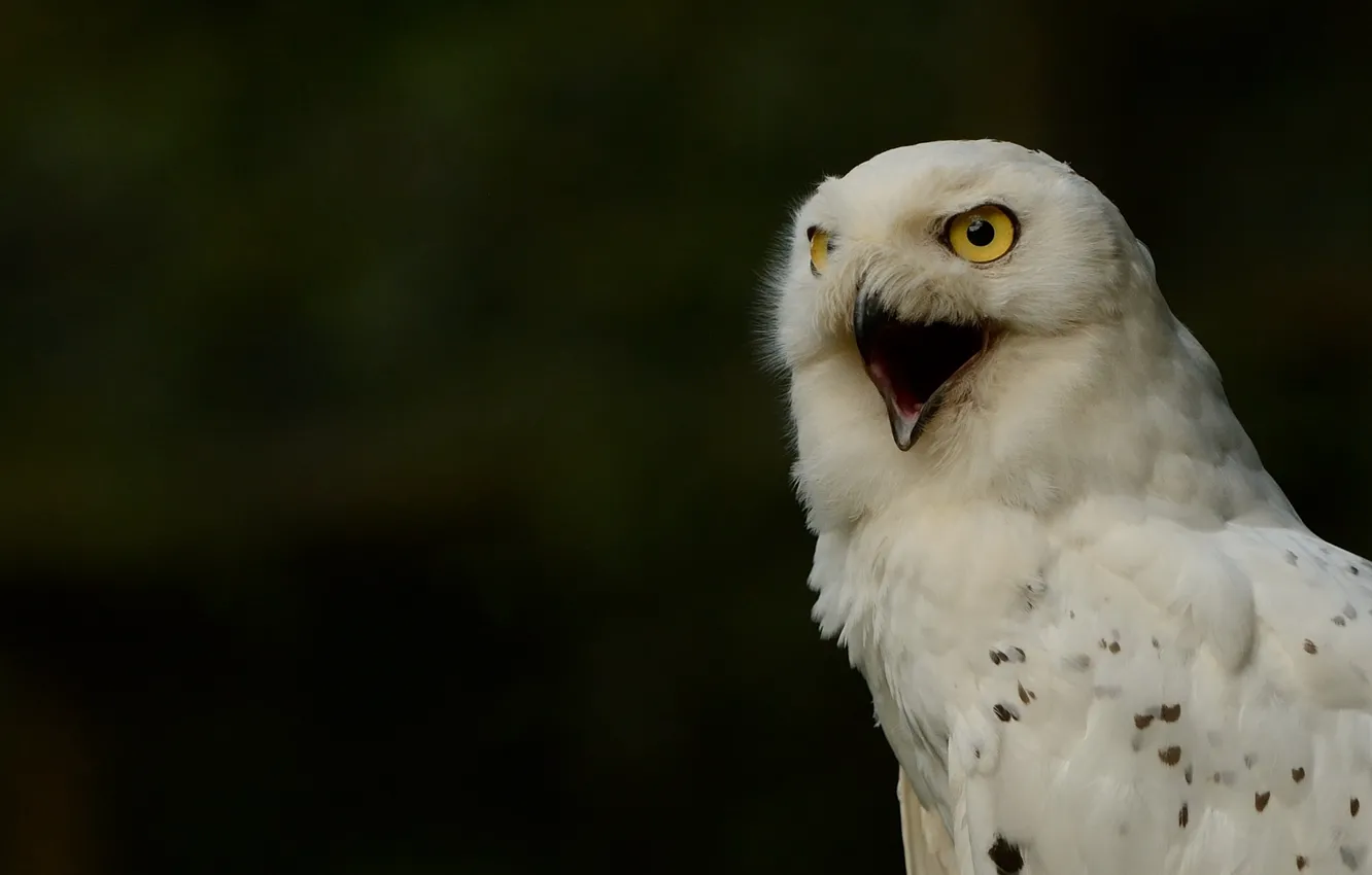 Фото обои полярная сова, белая сова, snowy owl