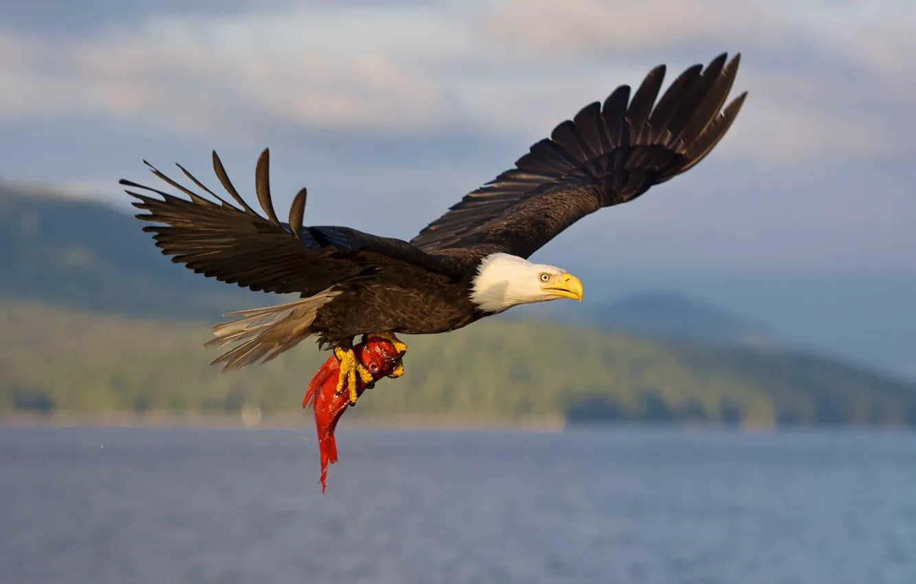 Фото обои полет, птица, рыба, добыча, белоголовый орлан