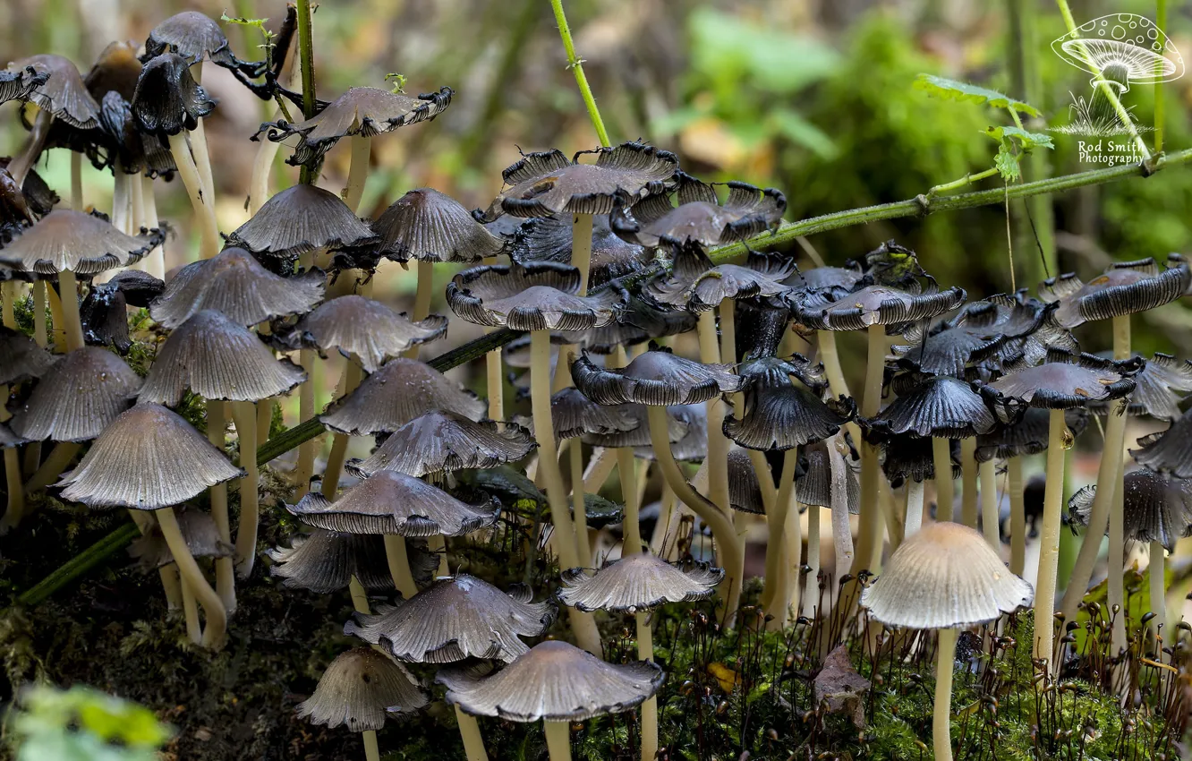 Фото обои осень, макро, грибы