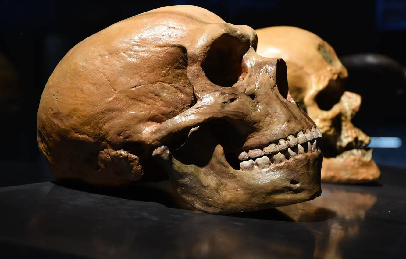 Фото обои skull, human, Homo neanderthalensis