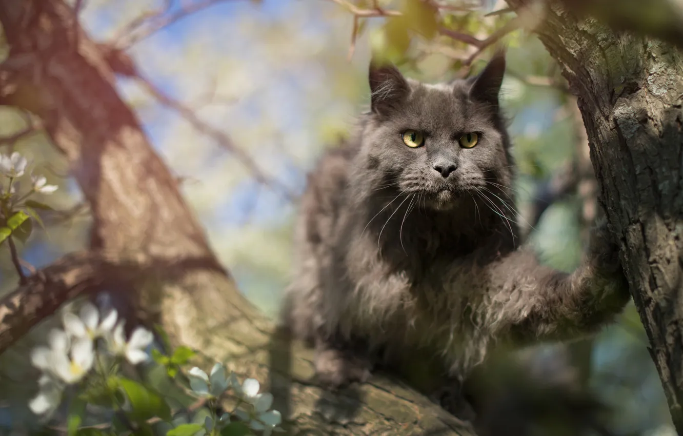 Фото обои кошка, кот, взгляд, свет, деревья, поза, серый, весна