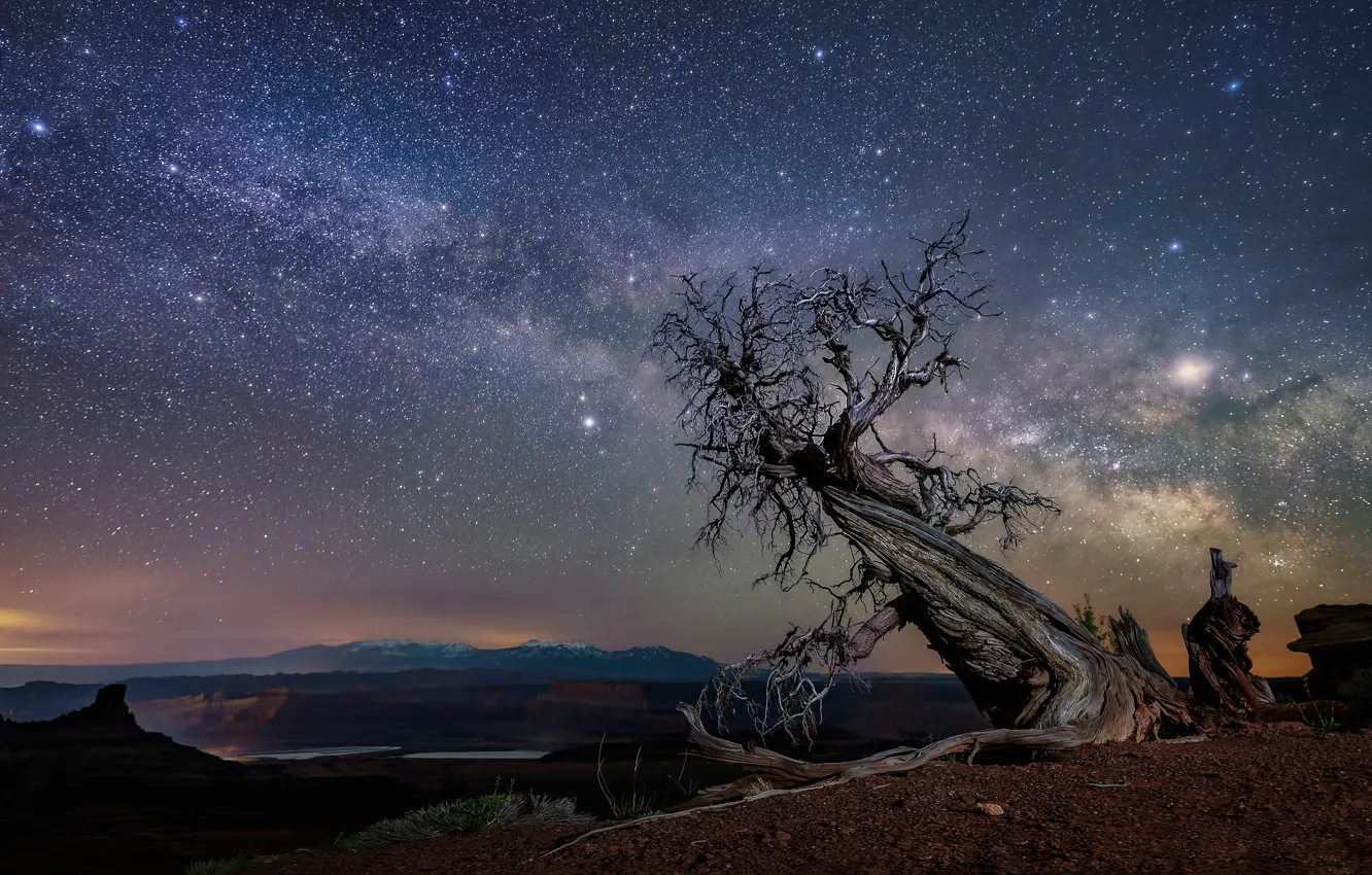 Фото обои звезды, ночь, дерево, пустыня, США, коряга, каньоны, кривое