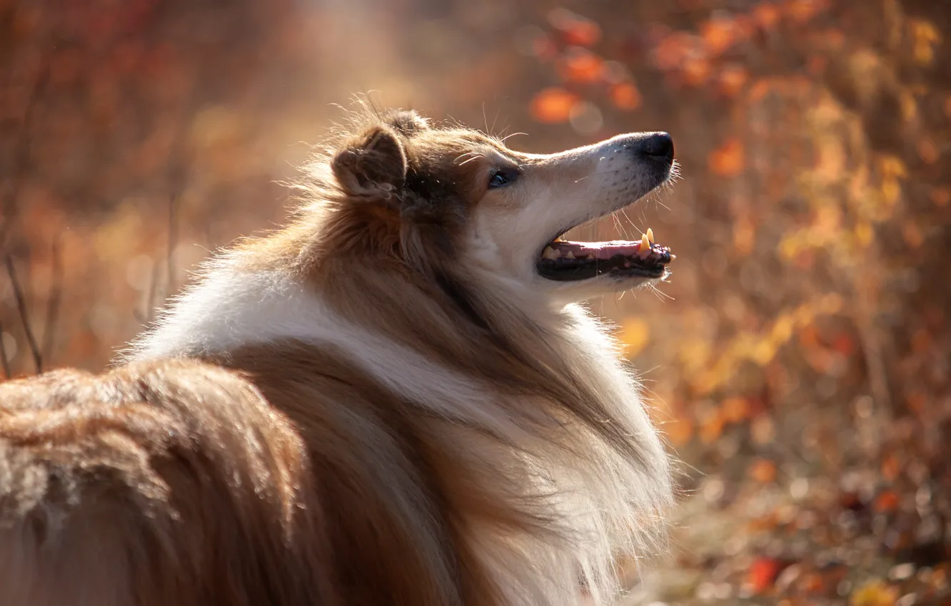 Фото обои осень, природа, животное, собака, профиль, пёс, колли