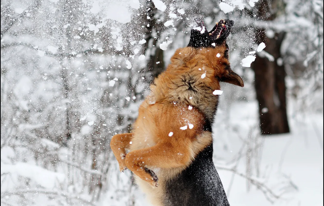 Фото обои зима, снег, прыжок, игра