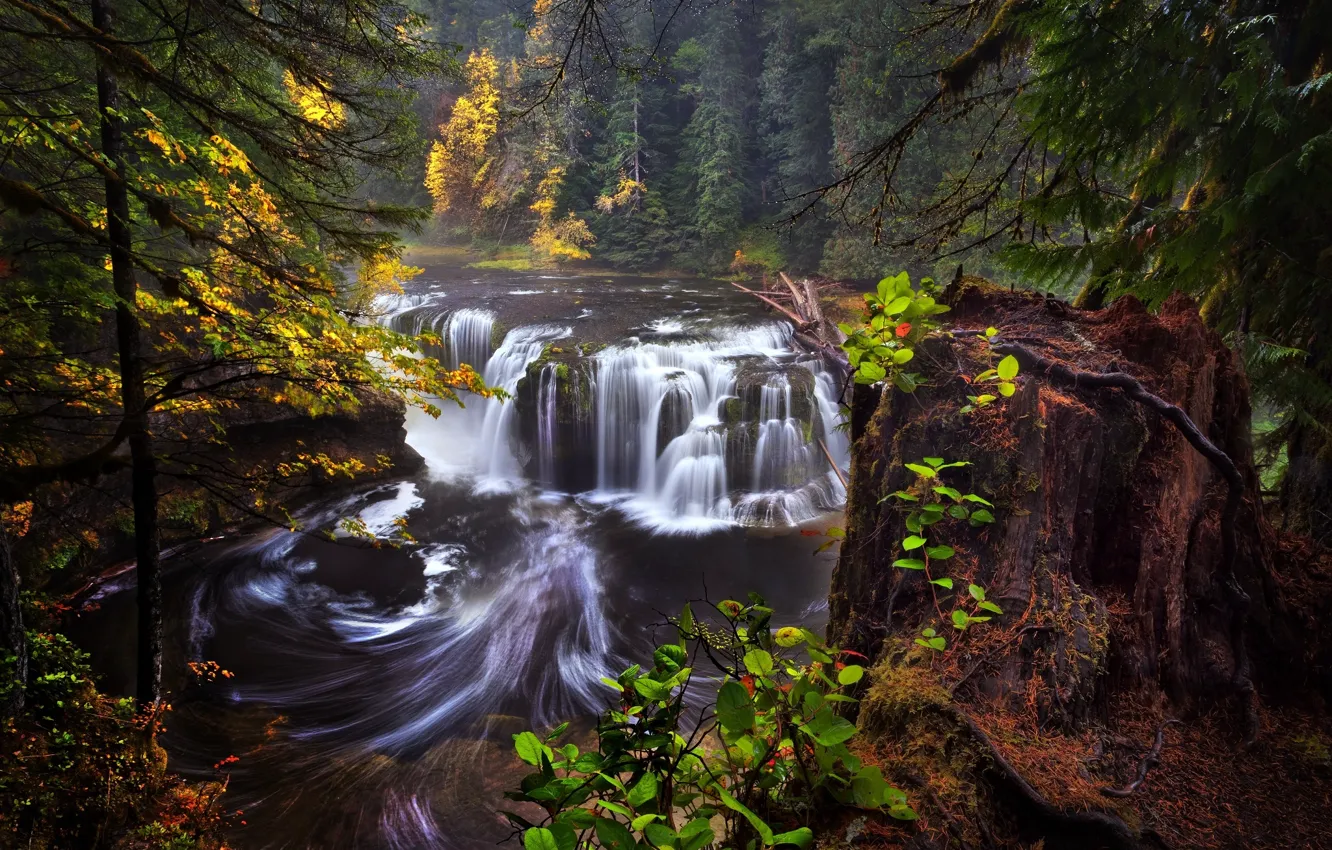 Фото обои осень, лес, Вашингтон, США, штат, Lower Lewis River Falls, река Льюис