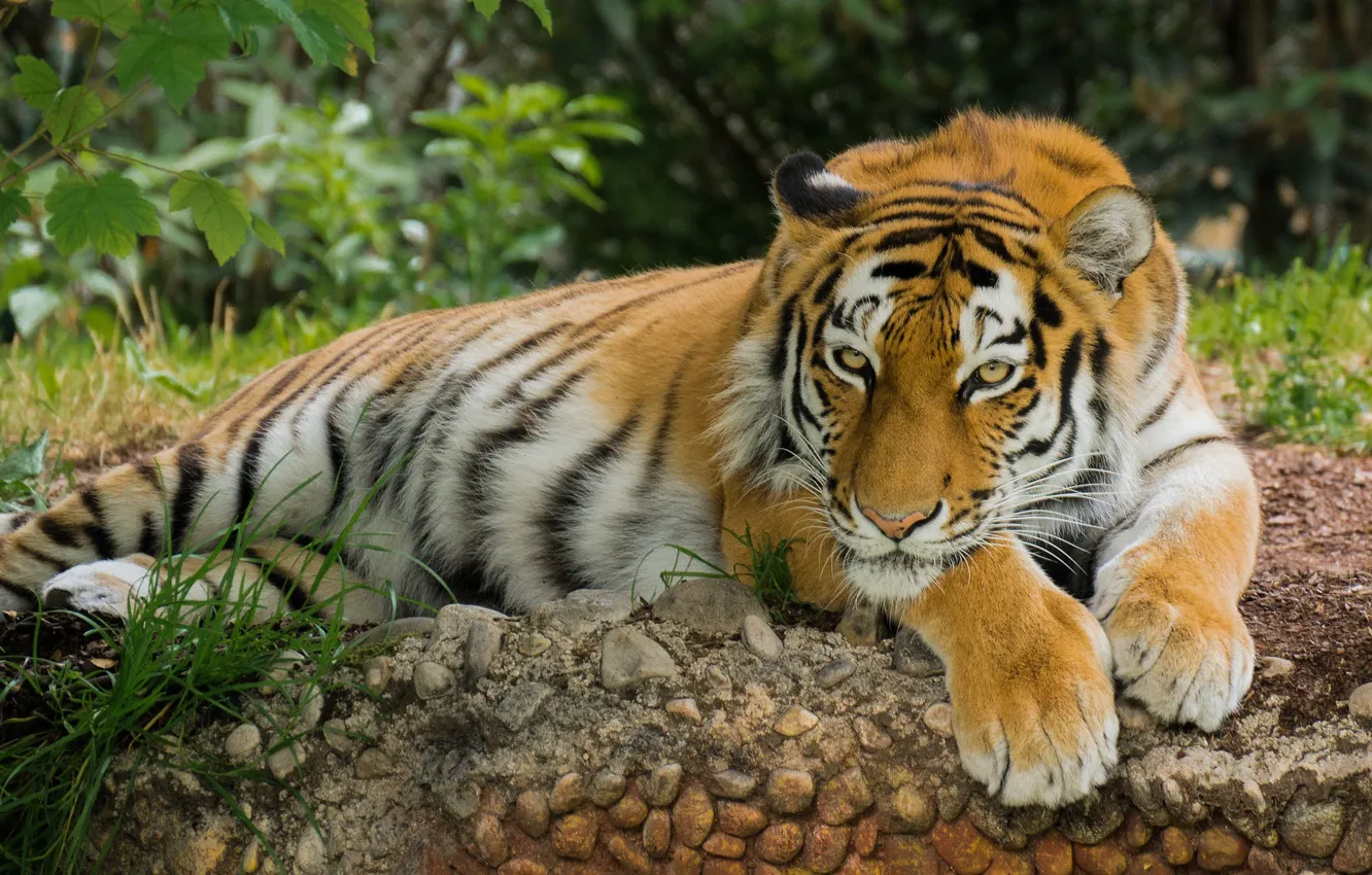 Фото обои природа, отдых, Тигр