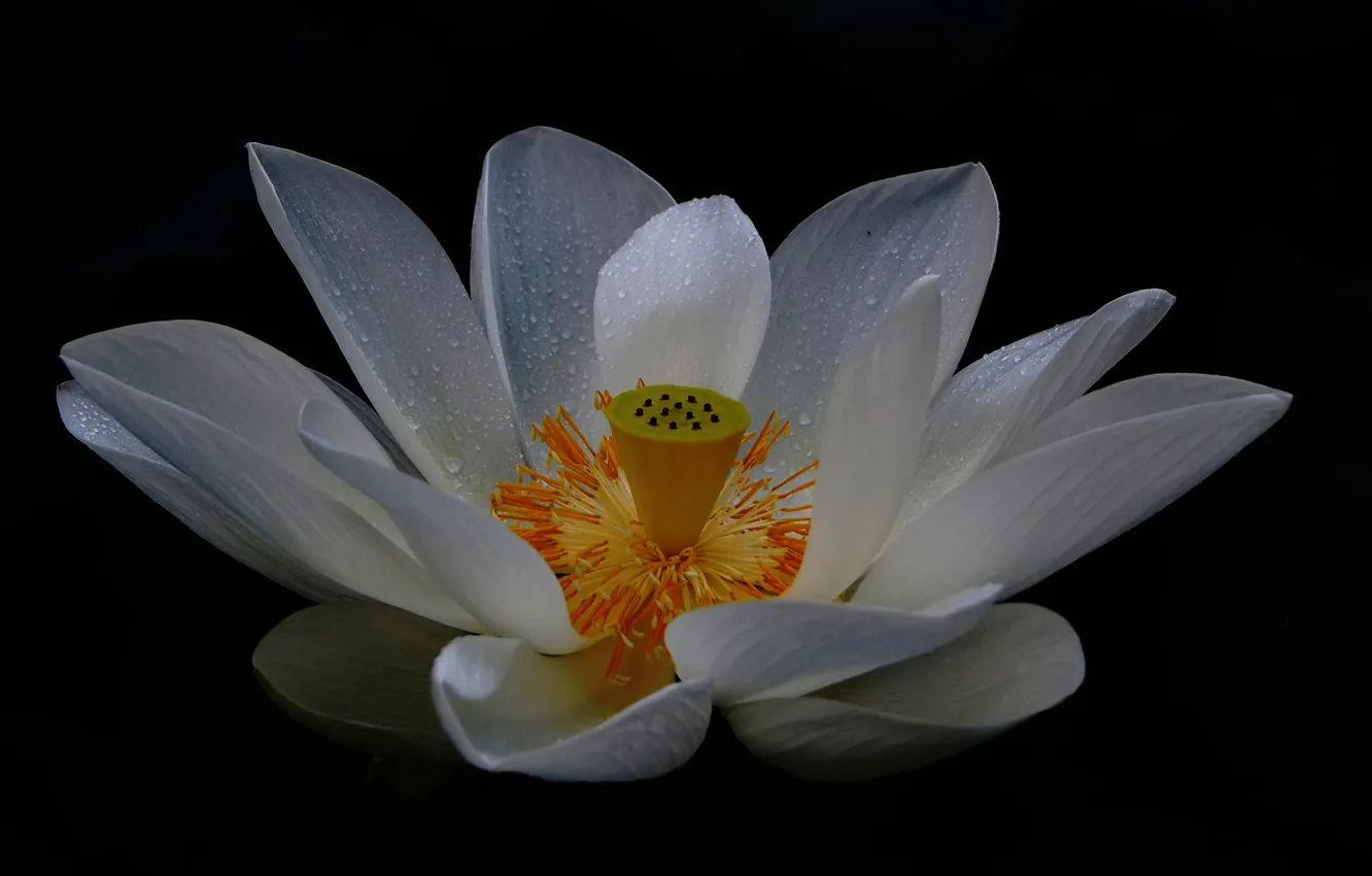 Фото обои цветок, лепестки, White Lotus