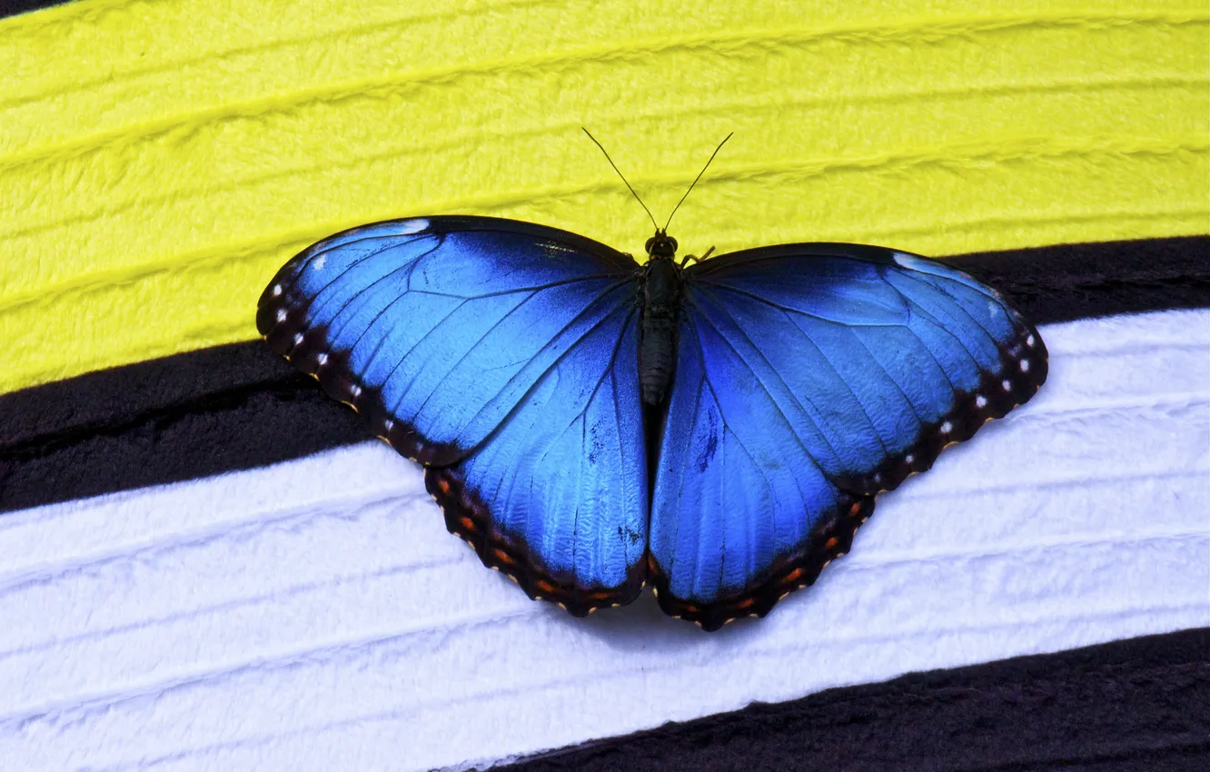 Фото обои полосы, бабочка, насекомое, синяя