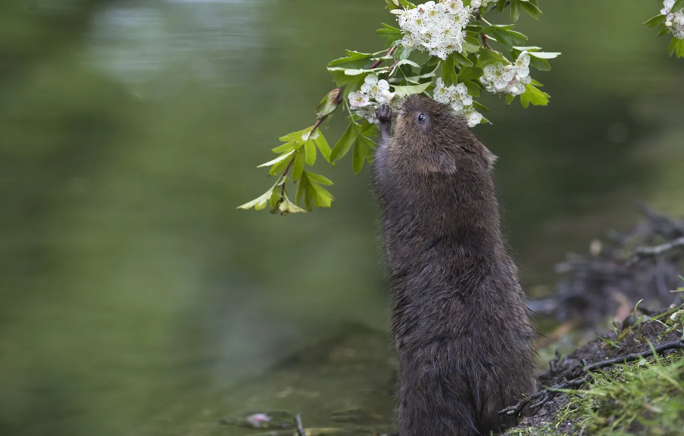 Фото обои вода, ветка, цветение, цветки, водяная крыса, боярышник, водяная полевка