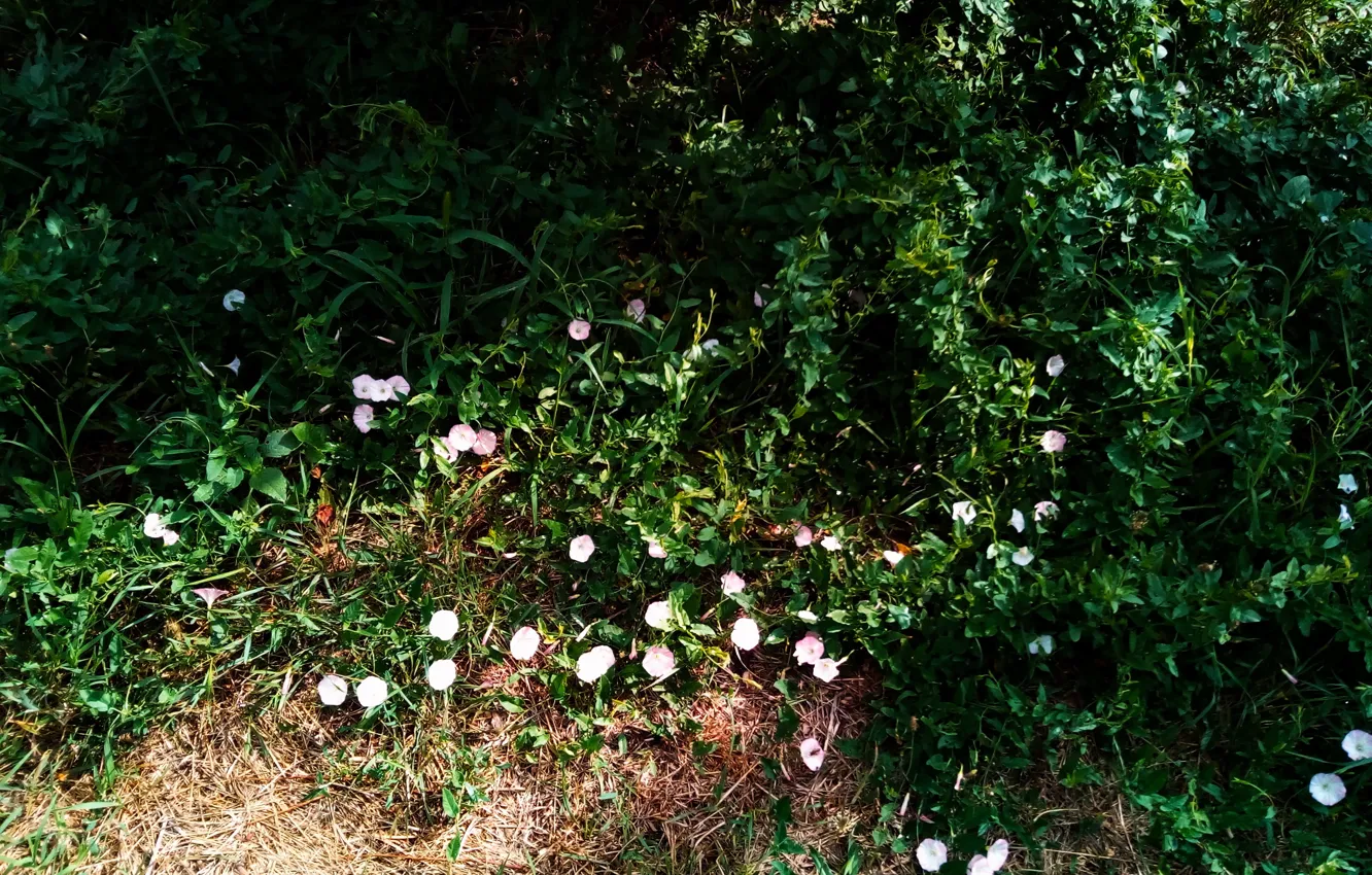 Фото обои summer, flowering, Convolvulus