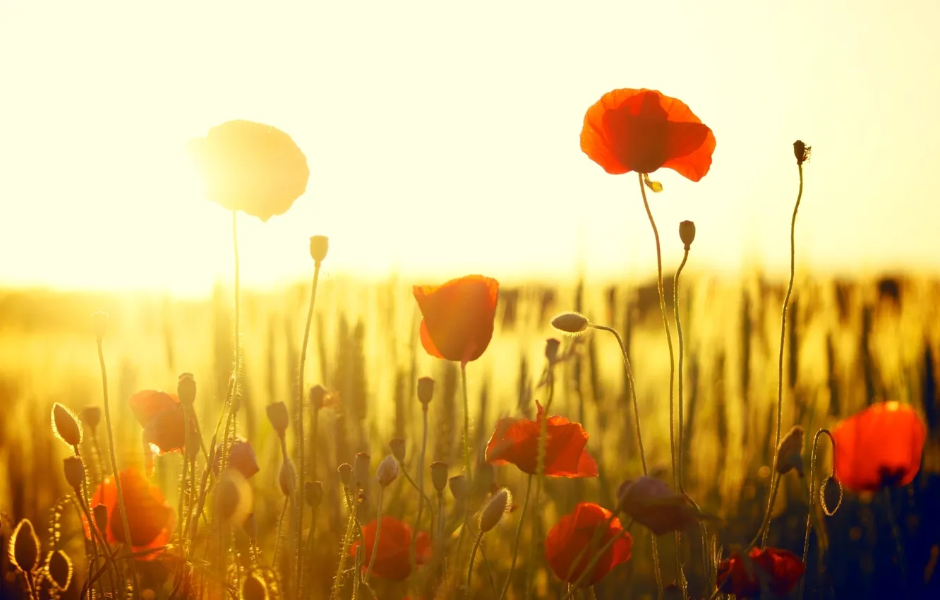 Фото обои поле, солнце, цветы, красный, фон, widescreen, обои, мак