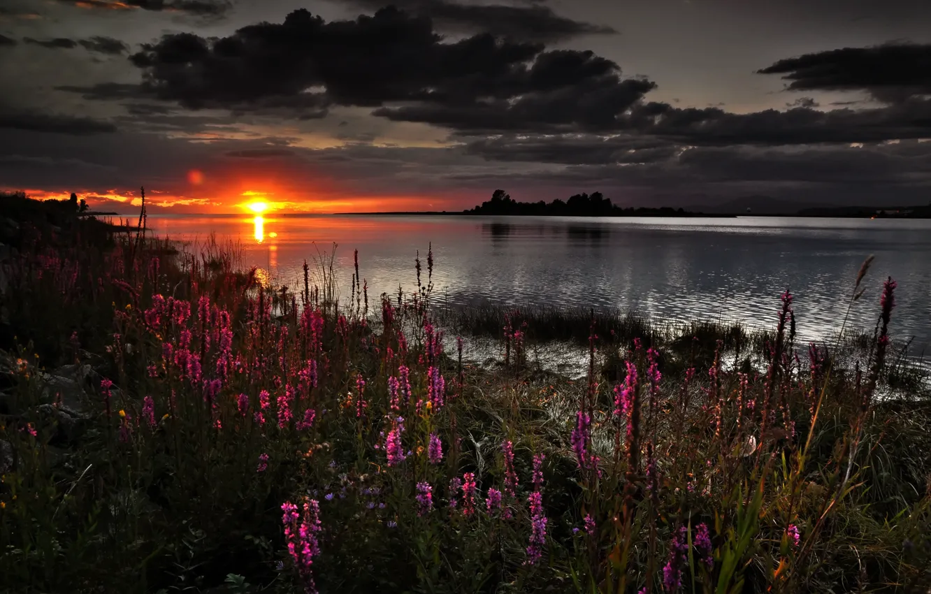 Фото обои облака, закат, цветы