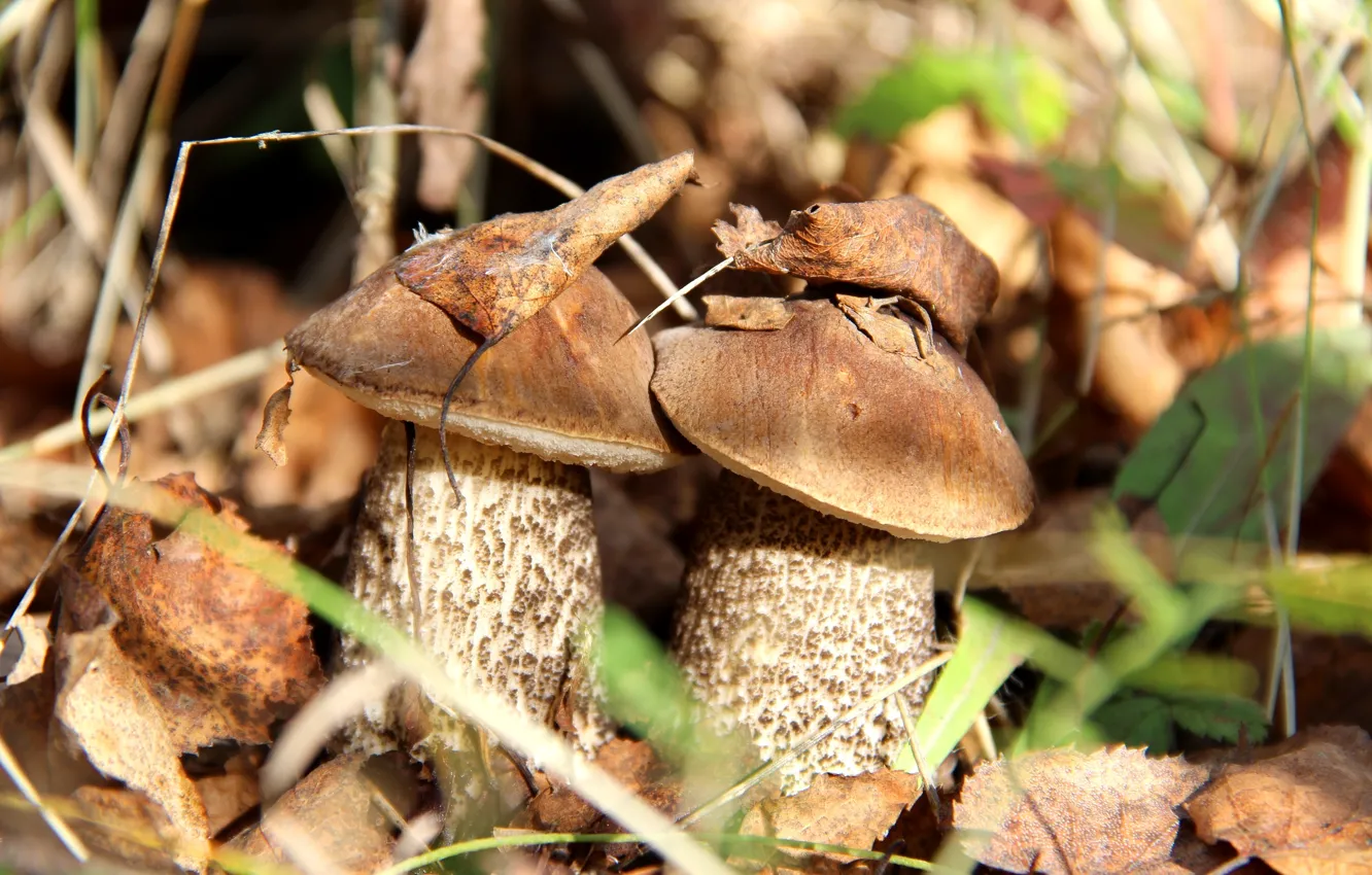 Фото обои осень, грибы, пара, подберезовик