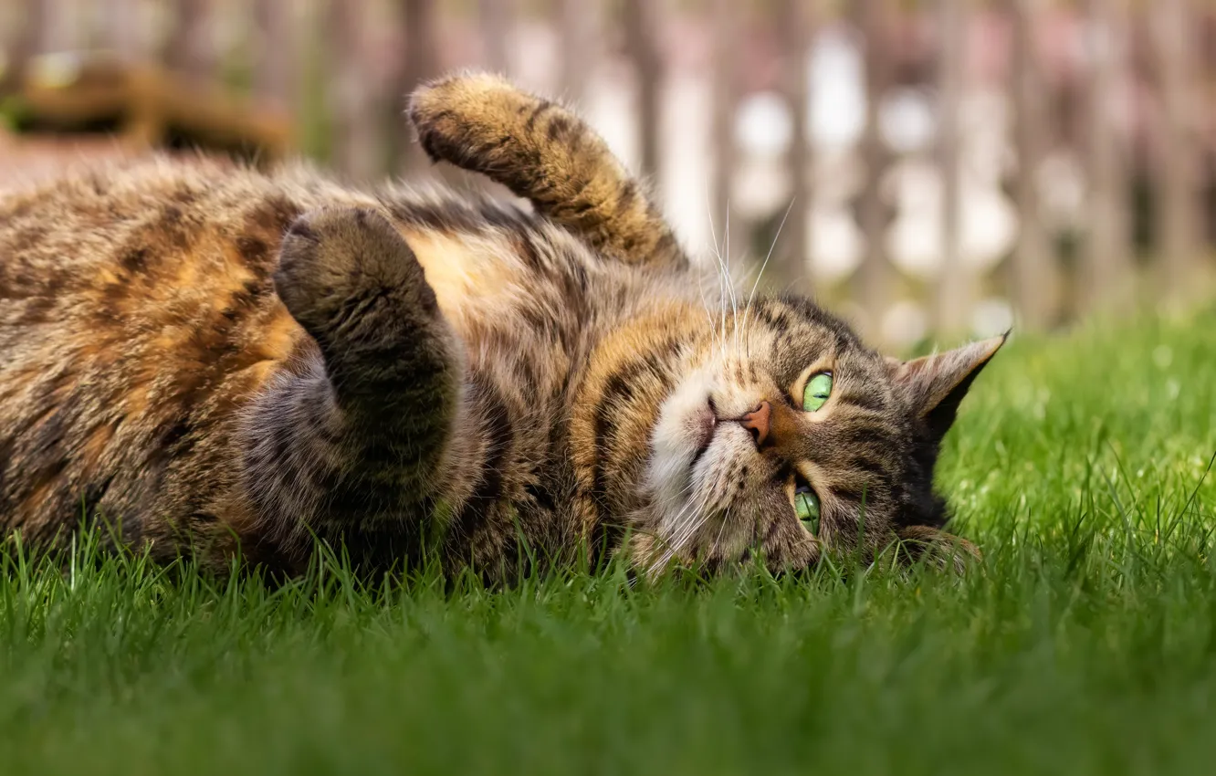 Фото обои кошка, трава, кот, взгляд, морда, серый, отдых, забор