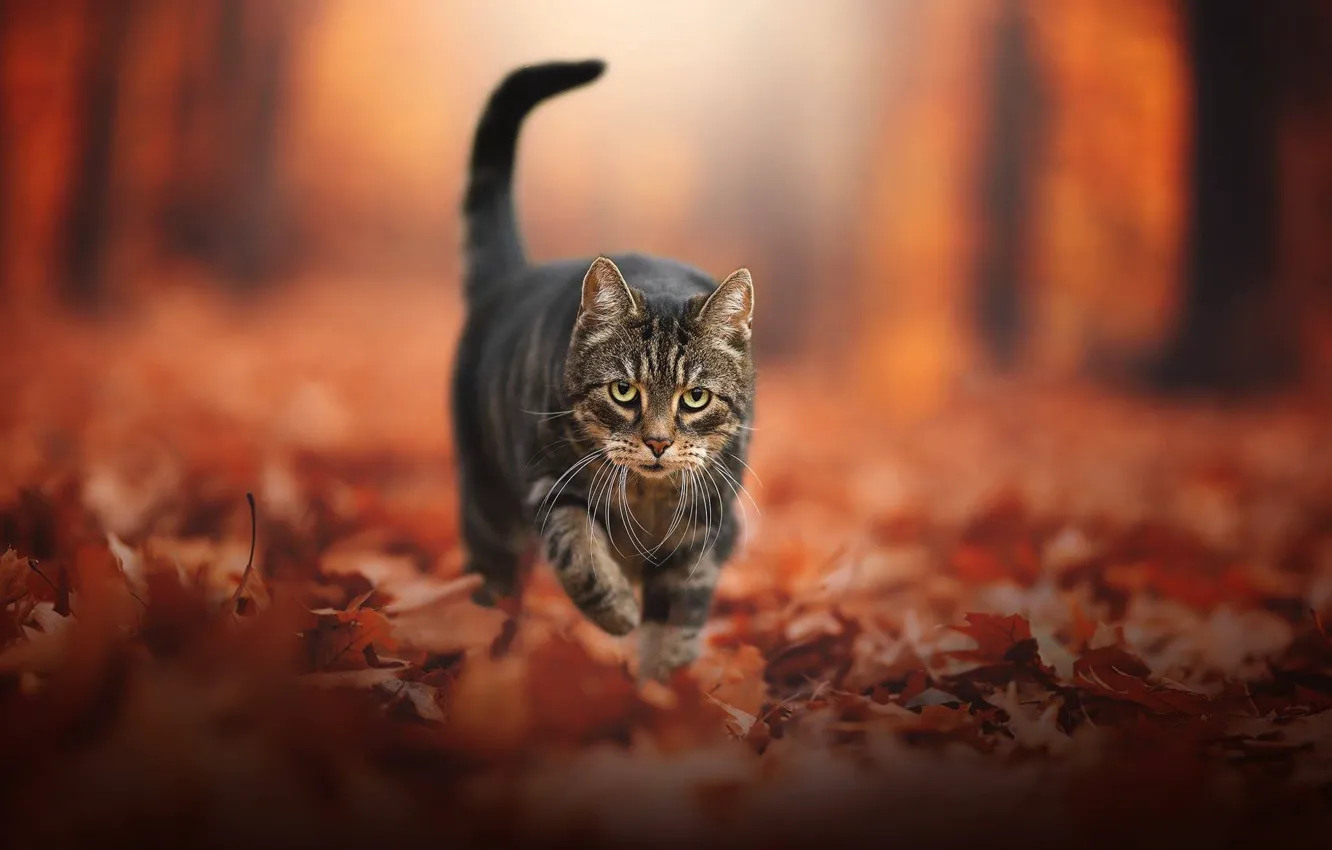 Фото обои осень, кот, взгляд, листья, листва, мордашка, боке, котейка