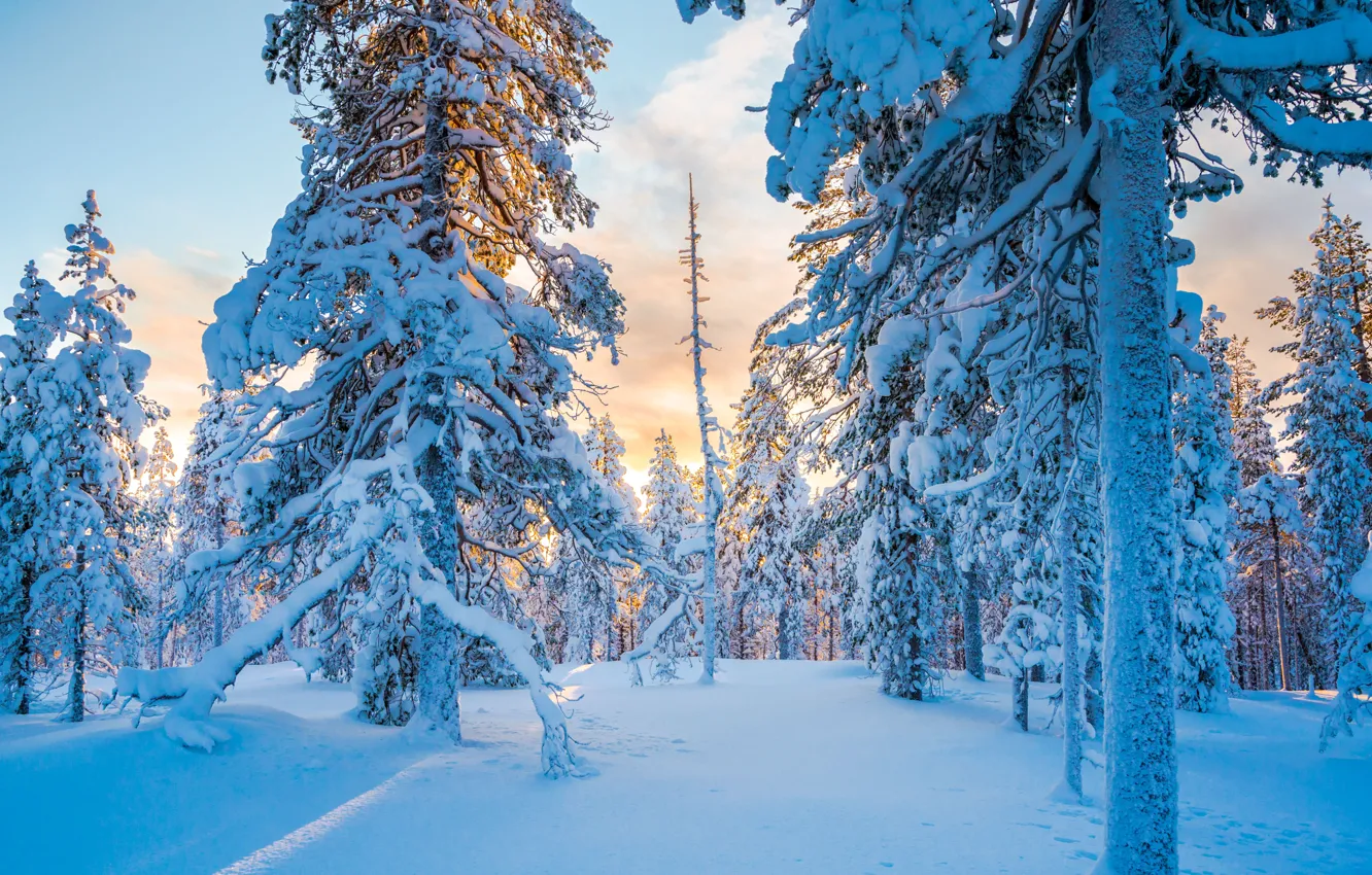 Фото обои зима, лес, снег, деревья, тайга, Финляндия, Finland, Lapland