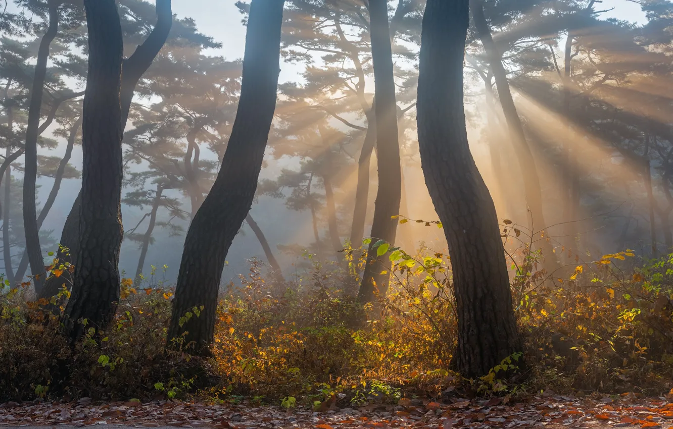 Фото обои осень, лучи, свет, деревья, природа, туман, парк, сосны