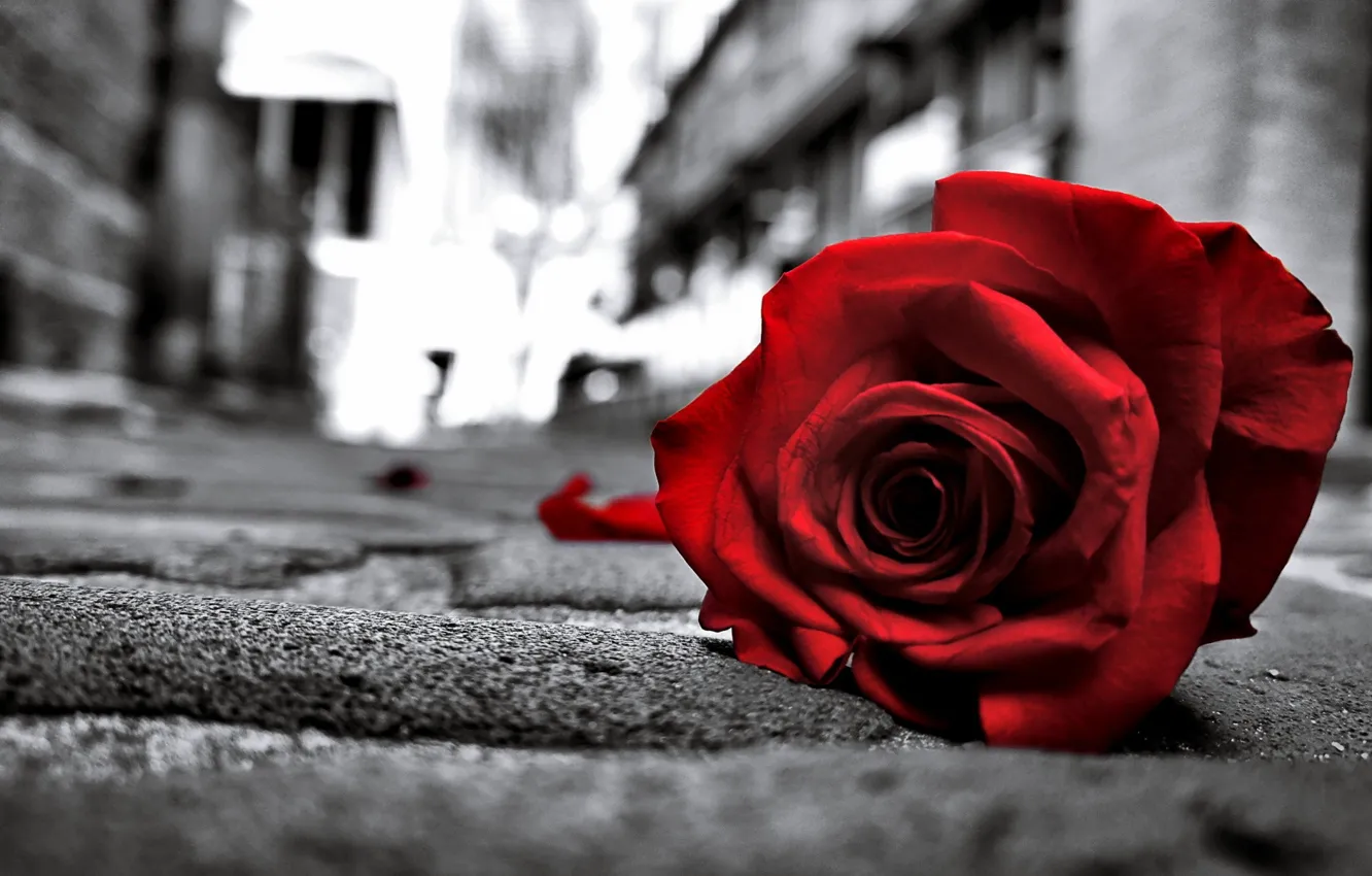 Фото обои Love, Red, Life, Rose, Flowers, Black, Road, Lonely
