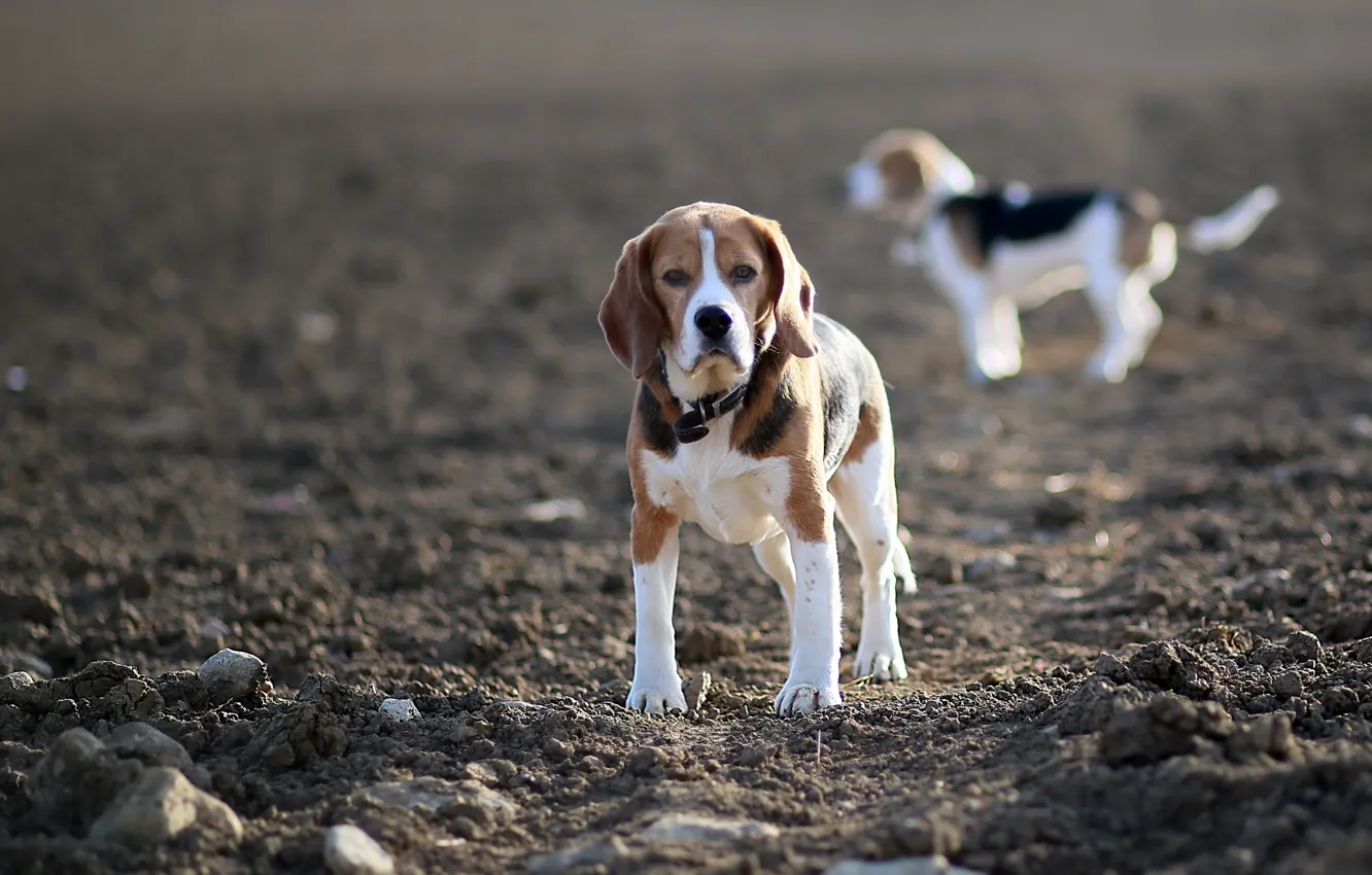 Фото обои поле, собаки, бигли