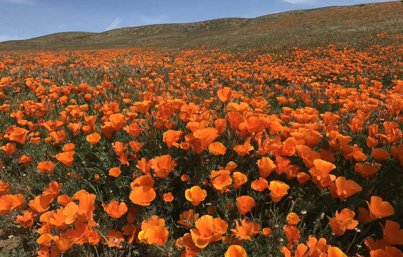 Фото обои поле, лето, небо, цветы, оранжевый, холмы, склон, много