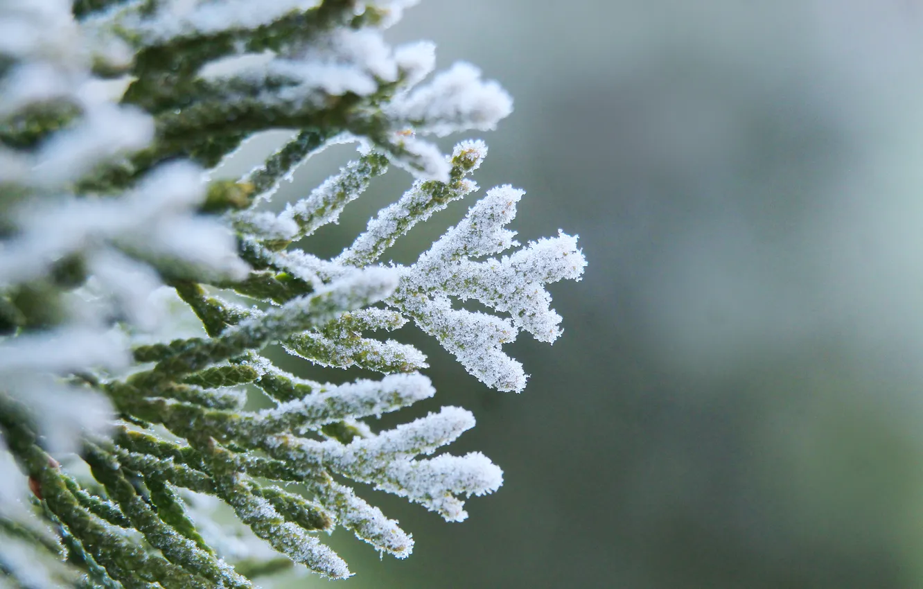 Фото обои winter, twig, hoarfrost