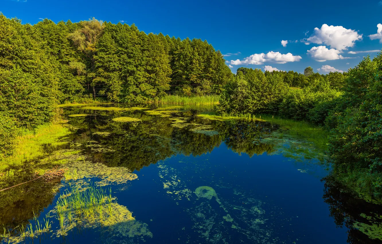 Фото обои зелень, лес, лето, небо, солнце, облака, деревья, пруд