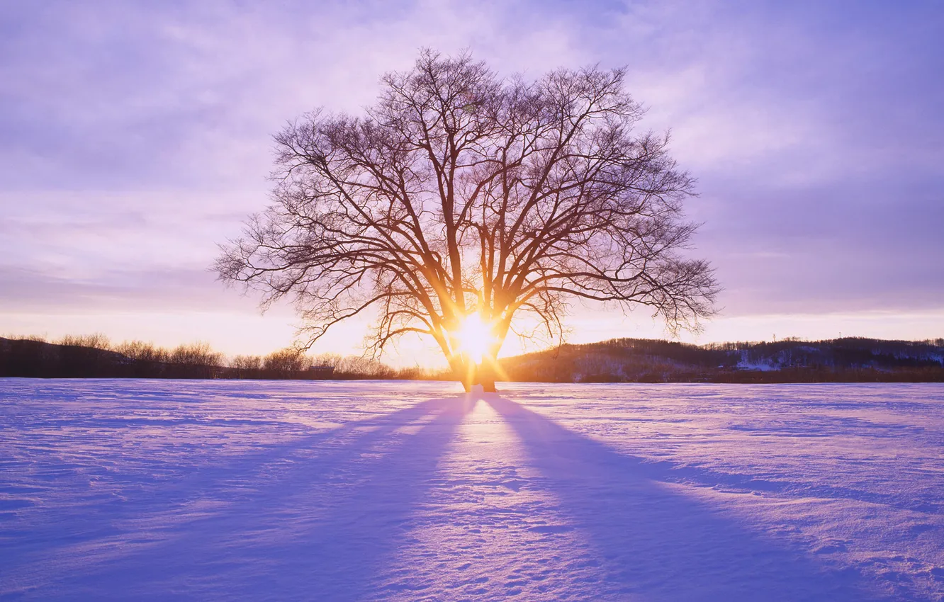 Фото обои зима, солнце, лучи, снег, Дерево