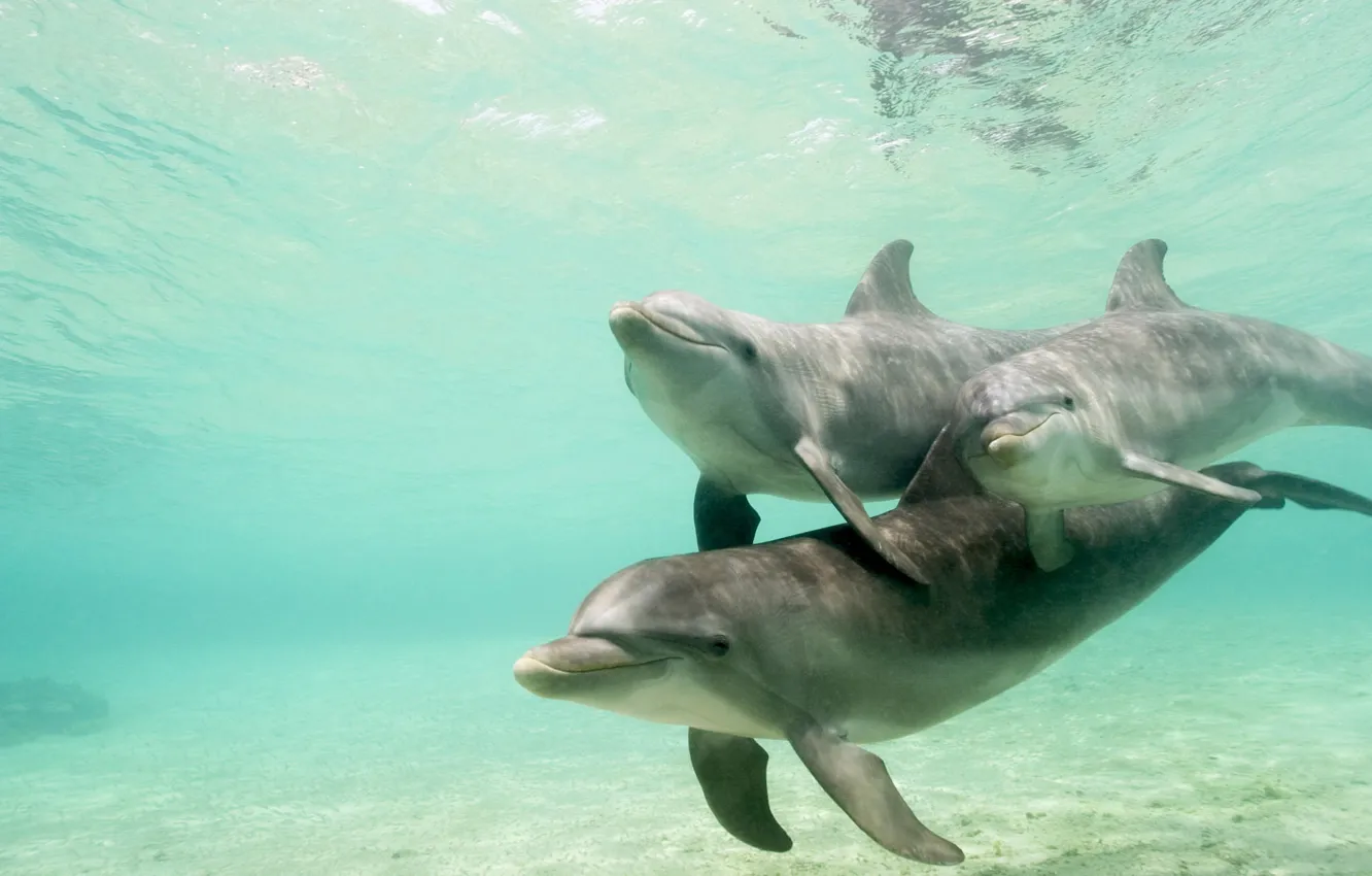 Фото обои вода, стая, дельфины, подводный мир