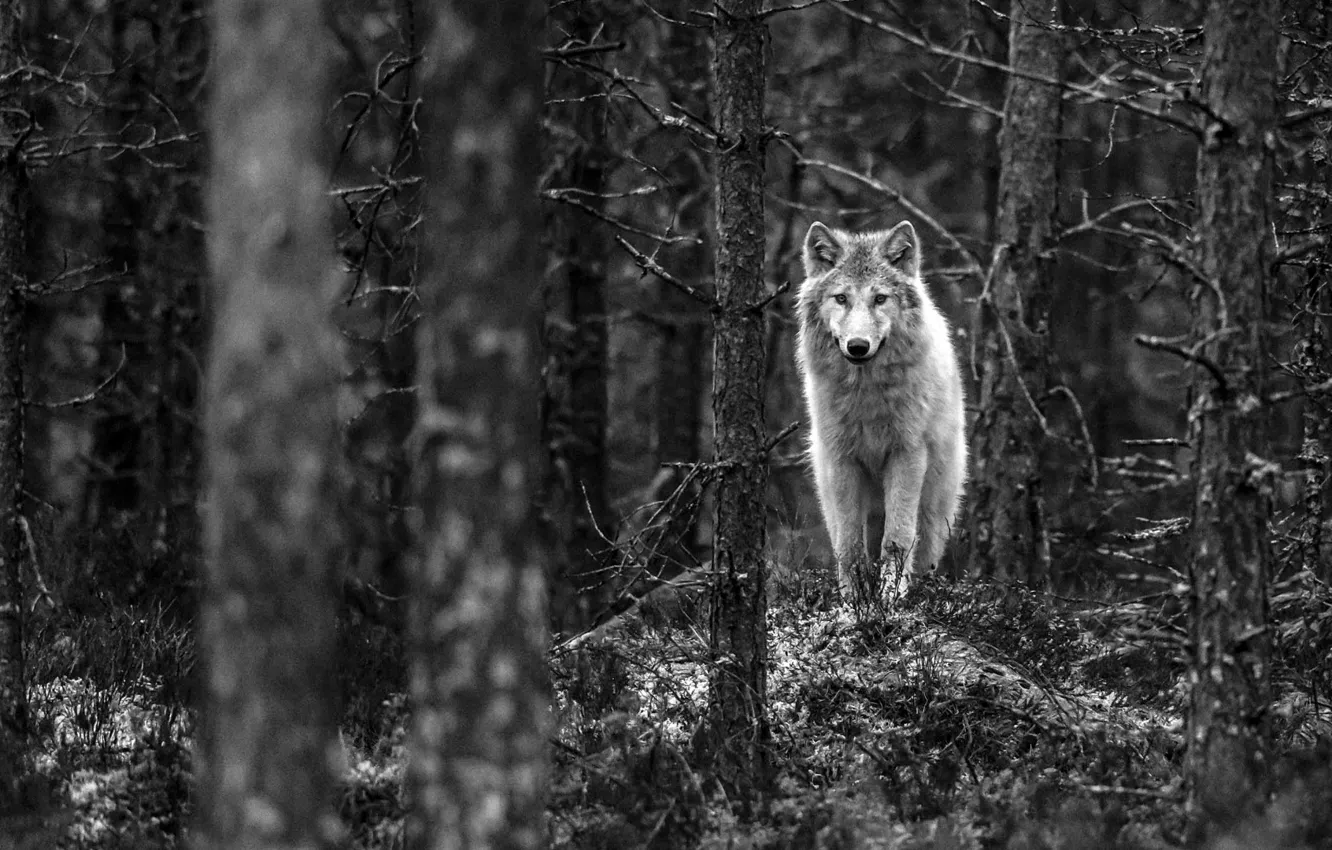 Фото обои nature, monochrome, predator, animal, wolf, Finland, wildlife, portrait