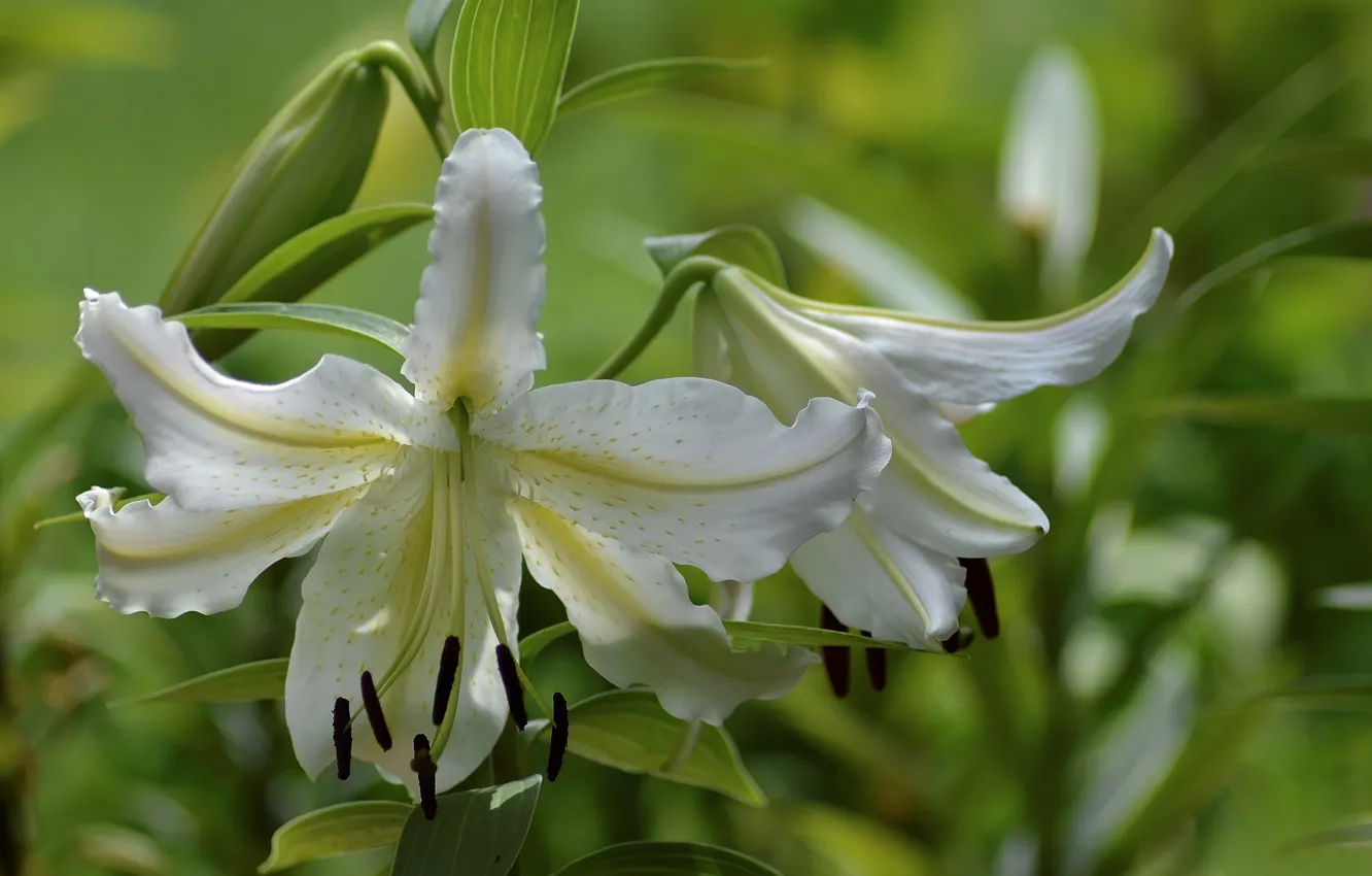 Фото обои лилия, лепестки, белая, Лилия Старгейзер