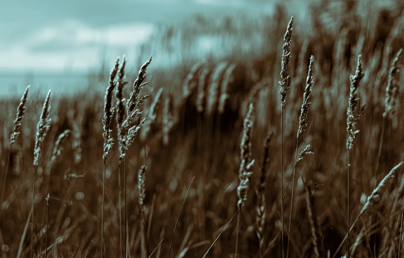 Фото обои трава, закат, Море, залив, финский