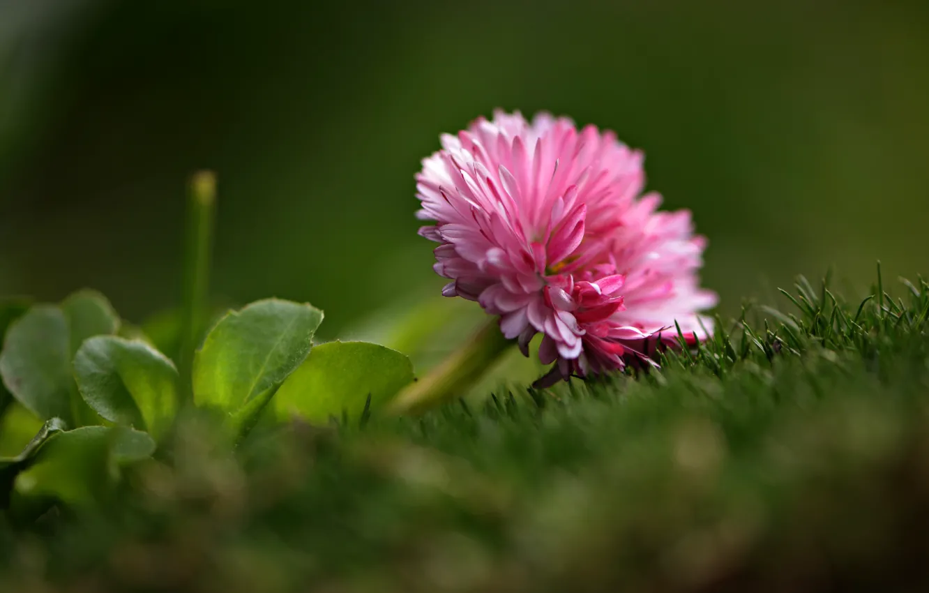 Фото обои цветок, трава, листья, макро, природа, флора, маргаритка, Неля Рачкова