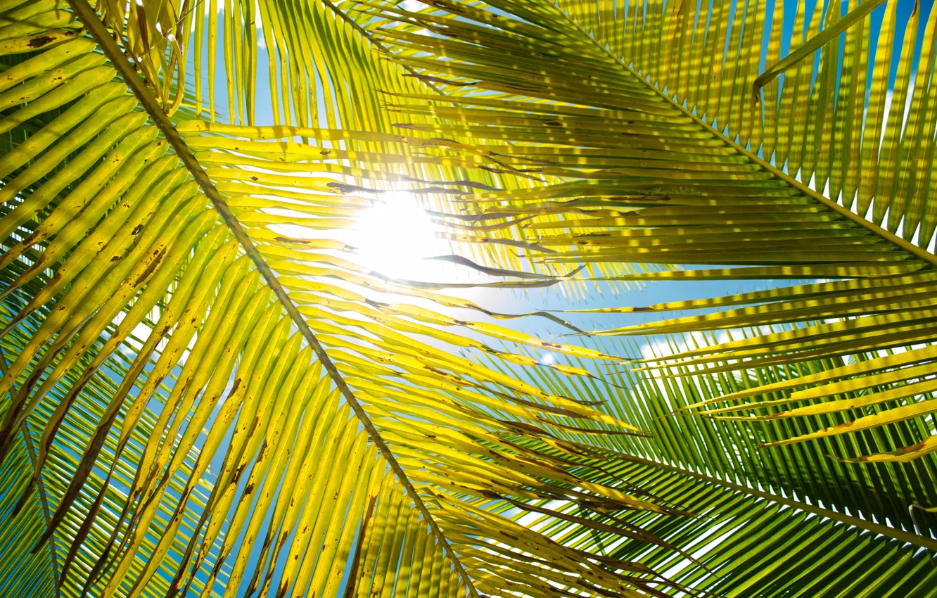 Фото обои листья, солнце, пальма