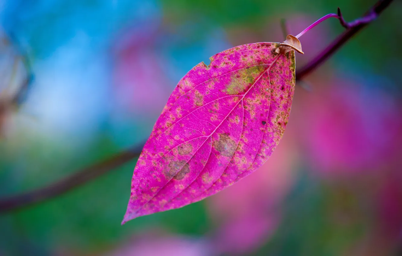 Фото обои осень, природа, лист, краски, ветка