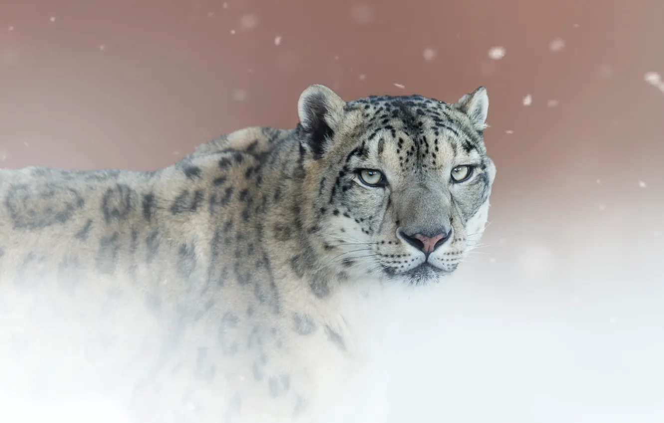 Фото обои взгляд, фон, портрет, Снежный барс, дикая кошка, Ирбис, Снежный леопард