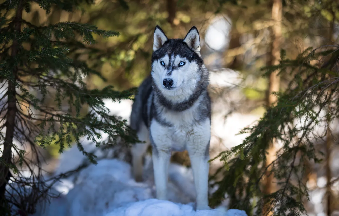 Фото обои зима, лес, взгляд, морда, снег, собака, хаски