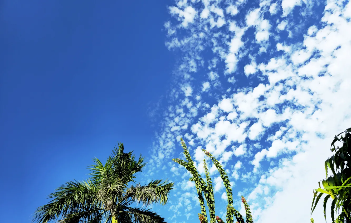 Фото обои nature, yellow, cloud, beautiful, tree, SUHART