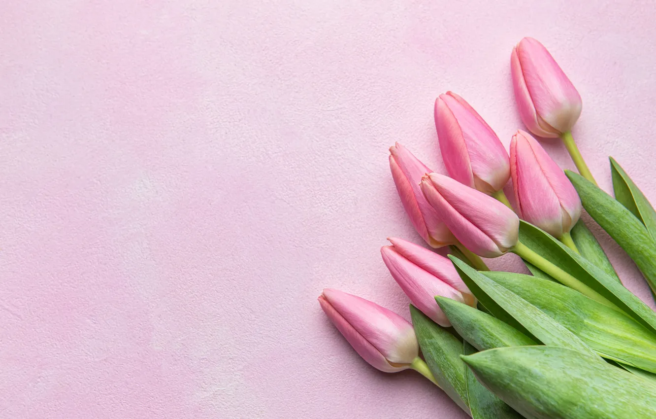 Фото обои цветы, букет, тюльпаны, pink, flowers, tulips, spring, bouquet