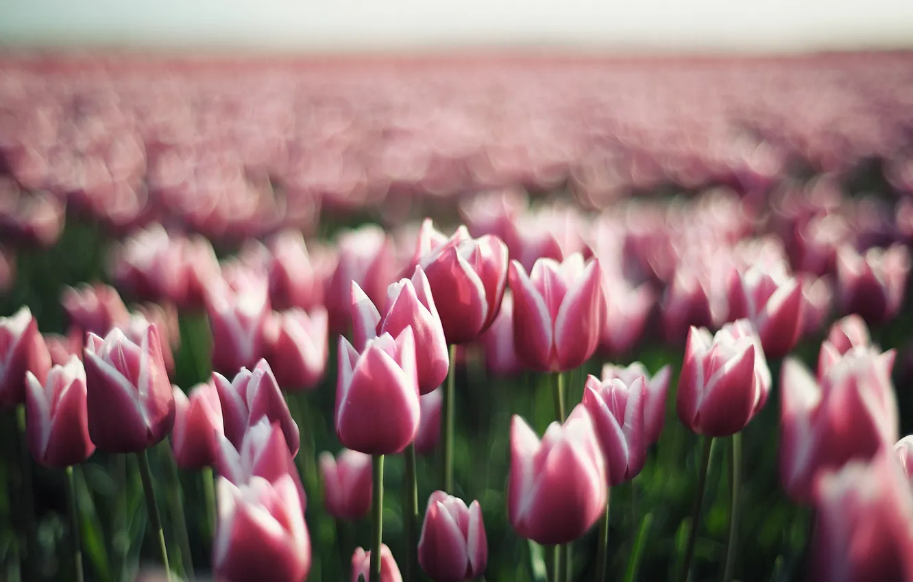 Фото обои цветок, цветы, тюльпан, весна, тюльпаны, бутоны