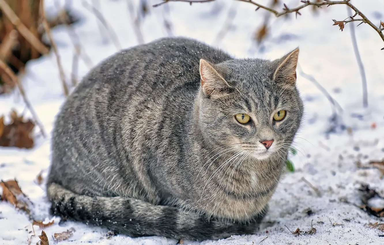 Фото обои зима, кот, снег, серый, сидит