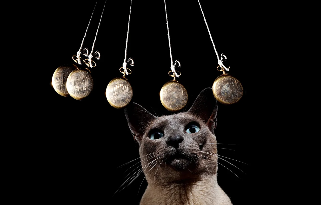 Фото обои кот, черный фон, гипноз, маятник, Котшпировский, раскачивание, гипонокот