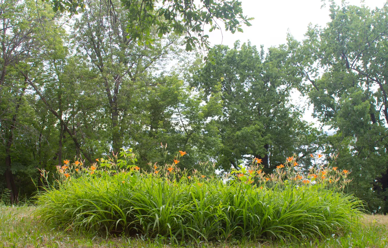 Фото обои лес, лето, деревья, цветы, природа, Россия, июнь, Самара