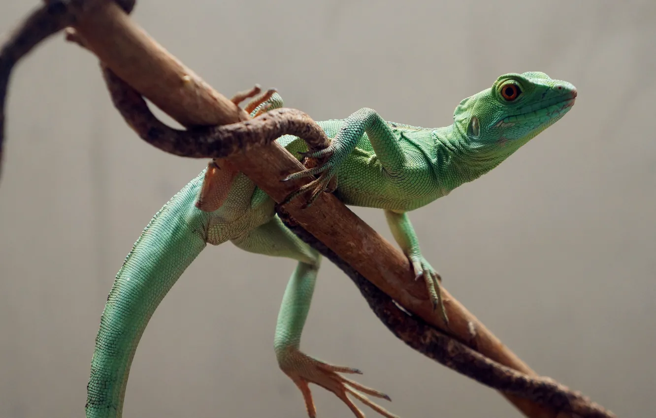 Фото обои green, wallpaper, macro, lizard, magnificent, splendid