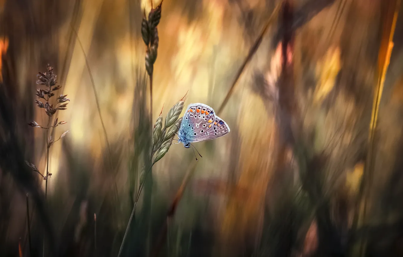 Фото обои трава, макро, бабочка, метелик