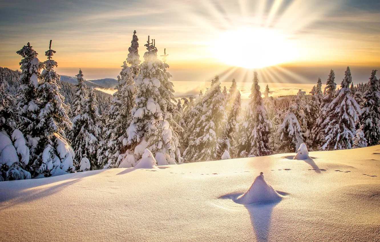 Фото обои зима, солнце, лучи, снег, деревья, пейзаж, горы, природа