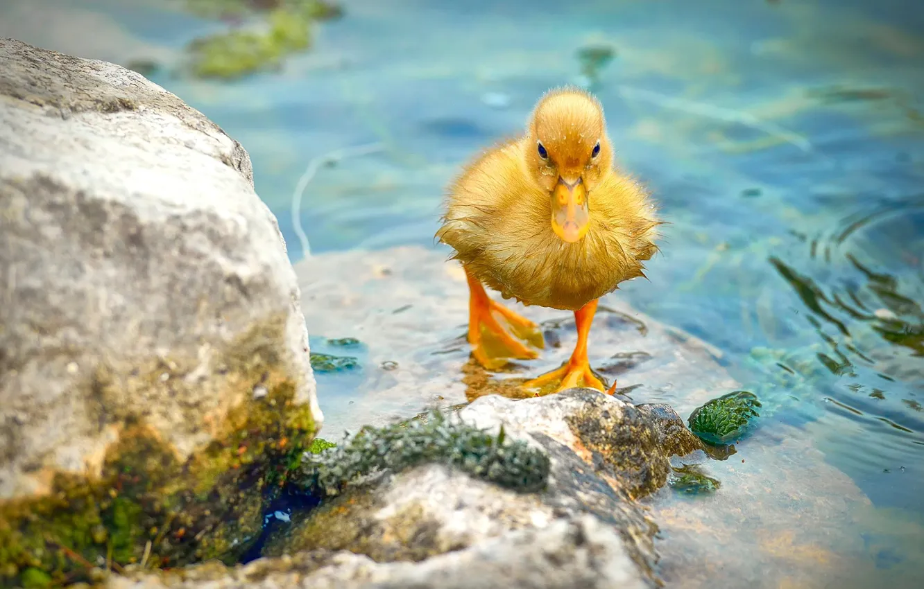 Фото обои вода, камни, птица, утёнок, птенец
